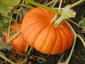 pumpkins