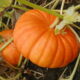 pumpkins